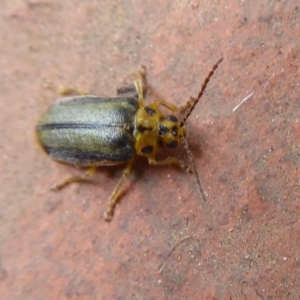 Xanthogaleruca luteola at Flynn, ACT - 30 Oct 2019