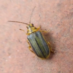 Xanthogaleruca luteola at Flynn, ACT - 30 Oct 2019