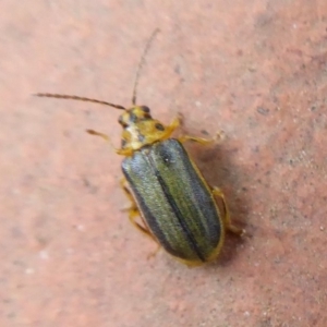 Xanthogaleruca luteola at Flynn, ACT - 30 Oct 2019 02:16 PM