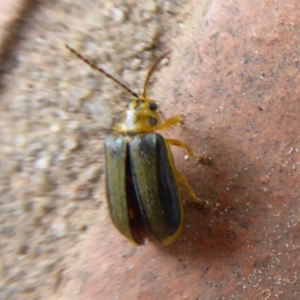 Xanthogaleruca luteola at Flynn, ACT - 30 Oct 2019 02:16 PM