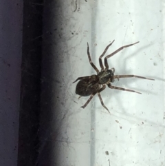 Badumna insignis (Black House Spider) at Aranda, ACT - 30 Oct 2019 by Jubeyjubes