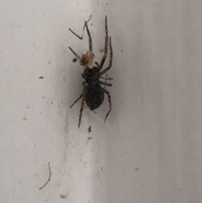 Badumna insignis (Black House Spider) at Aranda, ACT - 30 Oct 2019 by Jubeyjubes