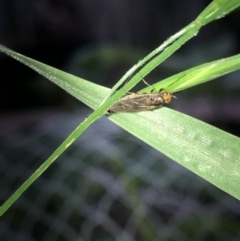 Inopus rubriceps (Sugarcane Soldier Fly) at Aranda, ACT - 30 Oct 2019 by Jubeyjubes