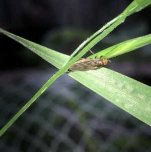 Inopus rubriceps at Aranda, ACT - 30 Oct 2019 06:40 PM