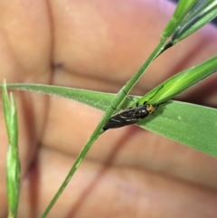 Inopus rubriceps at Aranda, ACT - 30 Oct 2019