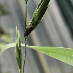 Inopus rubriceps at Aranda, ACT - 30 Oct 2019