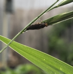 Inopus rubriceps at Aranda, ACT - 30 Oct 2019