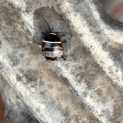 Ellipsidion australe (Austral Ellipsidion cockroach) at Aranda, ACT - 30 Oct 2019 by Jubeyjubes