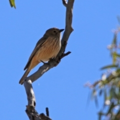 Pachycephala rufiventris (Rufous Whistler) at Tennent, ACT - 28 Oct 2019 by RodDeb