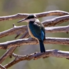 Todiramphus sanctus (Sacred Kingfisher) at Tennent, ACT - 27 Oct 2019 by RodDeb