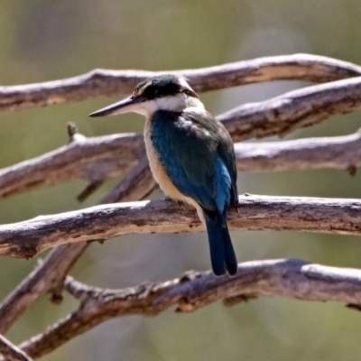 Todiramphus sanctus (Sacred Kingfisher) at Tennent, ACT - 28 Oct 2019 by RodDeb