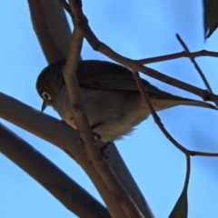 Zosterops lateralis (Silvereye) at Tennent, ACT - 27 Oct 2019 by RodDeb