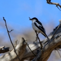 Lalage tricolor (White-winged Triller) at Paddys River, ACT - 28 Oct 2019 by RodDeb