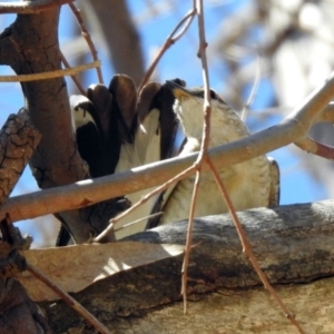 Lalage tricolor at Paddys River, ACT - 28 Oct 2019 10:24 AM