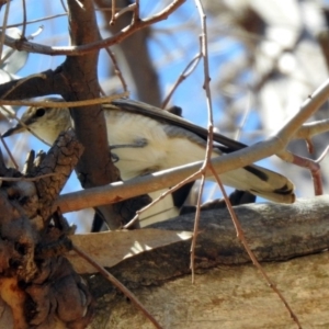 Lalage tricolor at Paddys River, ACT - 28 Oct 2019 10:24 AM