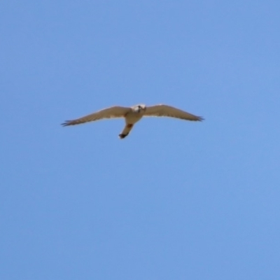 Falco cenchroides (Nankeen Kestrel) at Tharwa, ACT - 29 Oct 2019 by RodDeb