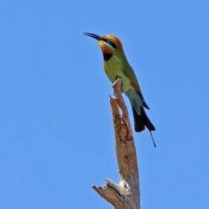 Merops ornatus at Tharwa, ACT - 29 Oct 2019 11:20 AM