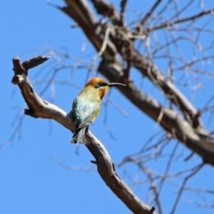 Merops ornatus at Tharwa, ACT - 29 Oct 2019 11:20 AM