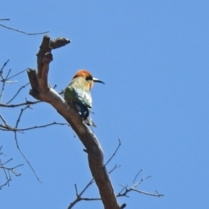 Merops ornatus at Tharwa, ACT - 29 Oct 2019 11:20 AM