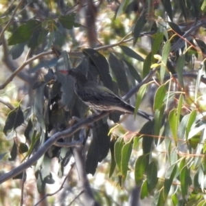 Oriolus sagittatus at Paddys River, ACT - 29 Oct 2019