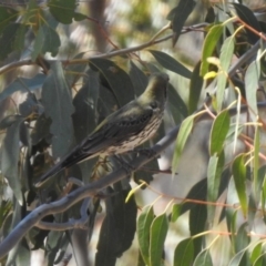 Oriolus sagittatus at Paddys River, ACT - 29 Oct 2019