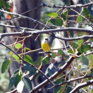 Gerygone olivacea at Tennent, ACT - 29 Oct 2019