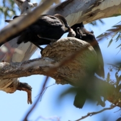 Corcorax melanorhamphos at Tharwa, ACT - 29 Oct 2019