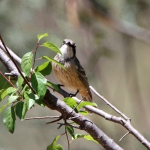 Pachycephala rufiventris at Tennent, ACT - 29 Oct 2019