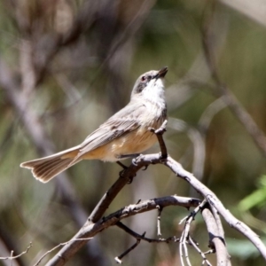 Pachycephala rufiventris at Tennent, ACT - 29 Oct 2019 11:48 AM