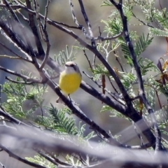 Gerygone olivacea (White-throated Gerygone) at Tennent, ACT - 29 Oct 2019 by RodDeb