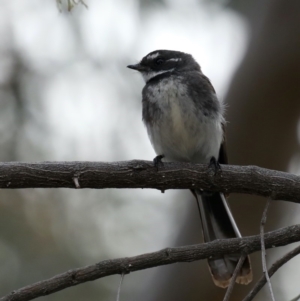 Rhipidura albiscapa at Majura, ACT - 21 Sep 2019 04:33 PM