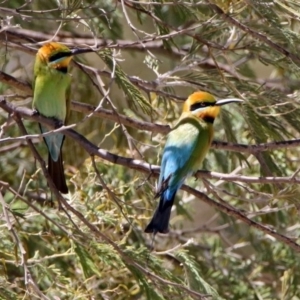 Merops ornatus at Tharwa, ACT - 29 Oct 2019 11:54 AM