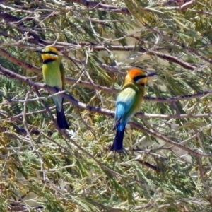 Merops ornatus at Tharwa, ACT - 29 Oct 2019 11:54 AM