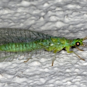 Mallada signatus at Ainslie, ACT - 21 Sep 2019 09:47 PM