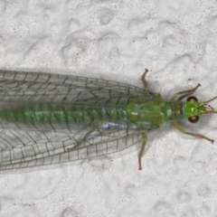 Mallada signatus at Ainslie, ACT - 21 Sep 2019 09:47 PM