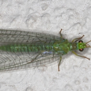 Mallada signatus at Ainslie, ACT - 21 Sep 2019 09:47 PM