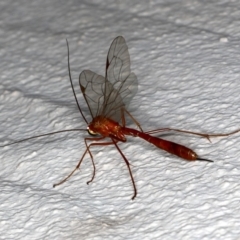 Netelia sp. (genus) (An Ichneumon wasp) at Ainslie, ACT - 21 Sep 2019 by jbromilow50