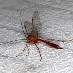 Netelia sp. (genus) (An Ichneumon wasp) at Ainslie, ACT - 21 Sep 2019 by jb2602