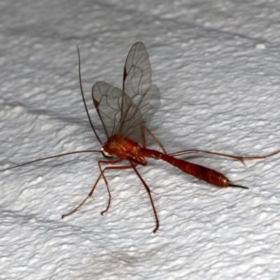 Netelia sp. (genus) (An Ichneumon wasp) at Ainslie, ACT - 21 Sep 2019 by jb2602