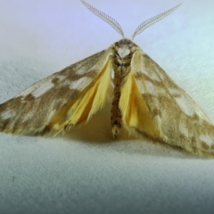 Anestia (genus) (A tiger moth) at Kambah, ACT - 30 Oct 2019 by Marthijn
