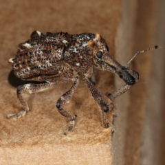 Orthorhinus cylindrirostris (Elephant Weevil) at Kambah, ACT - 30 Oct 2019 by Marthijn