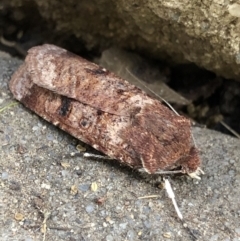 Agrotis porphyricollis (Variable Cutworm) at Monash, ACT - 29 Oct 2019 by jackQ