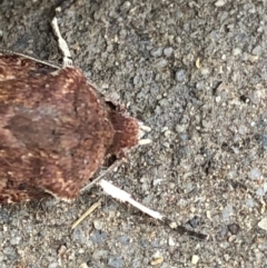 Agrotis porphyricollis at Monash, ACT - 30 Oct 2019