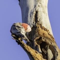 Eolophus roseicapilla (Galah) at Hughes, ACT - 26 Oct 2019 by JonSteinbeck
