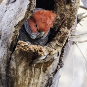 Callocephalon fimbriatum at Hughes, ACT - 26 Oct 2019