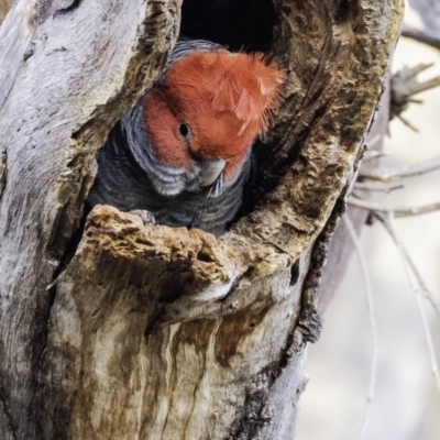 Callocephalon fimbriatum (Gang-gang Cockatoo) at Hughes, ACT - 25 Oct 2019 by BIrdsinCanberra