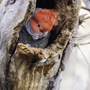 Callocephalon fimbriatum at Hughes, ACT - 26 Oct 2019