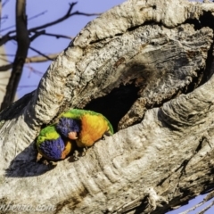 Trichoglossus moluccanus (Rainbow Lorikeet) at Hughes, ACT - 26 Oct 2019 by JonSteinbeck