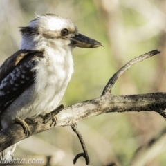 Dacelo novaeguineae (Laughing Kookaburra) at Deakin, ACT - 25 Oct 2019 by BIrdsinCanberra