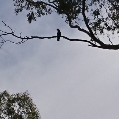 Callocephalon fimbriatum (Gang-gang Cockatoo) at Ainslie, ACT - 29 Oct 2019 by Kym